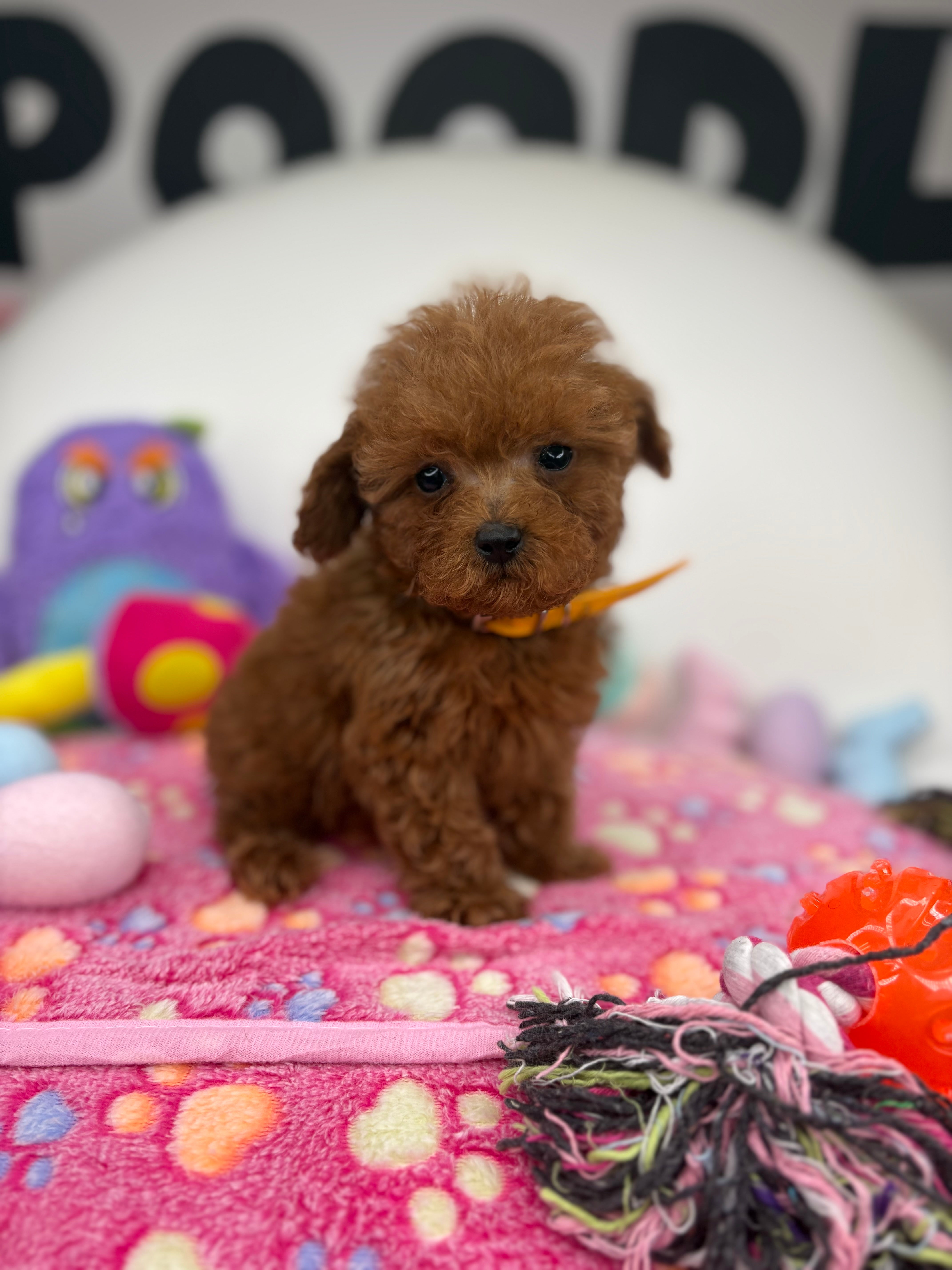Dark Red Male Micro Poodle Deposit Only‼️ (Please DESCRIPTION Read Below‼️)
