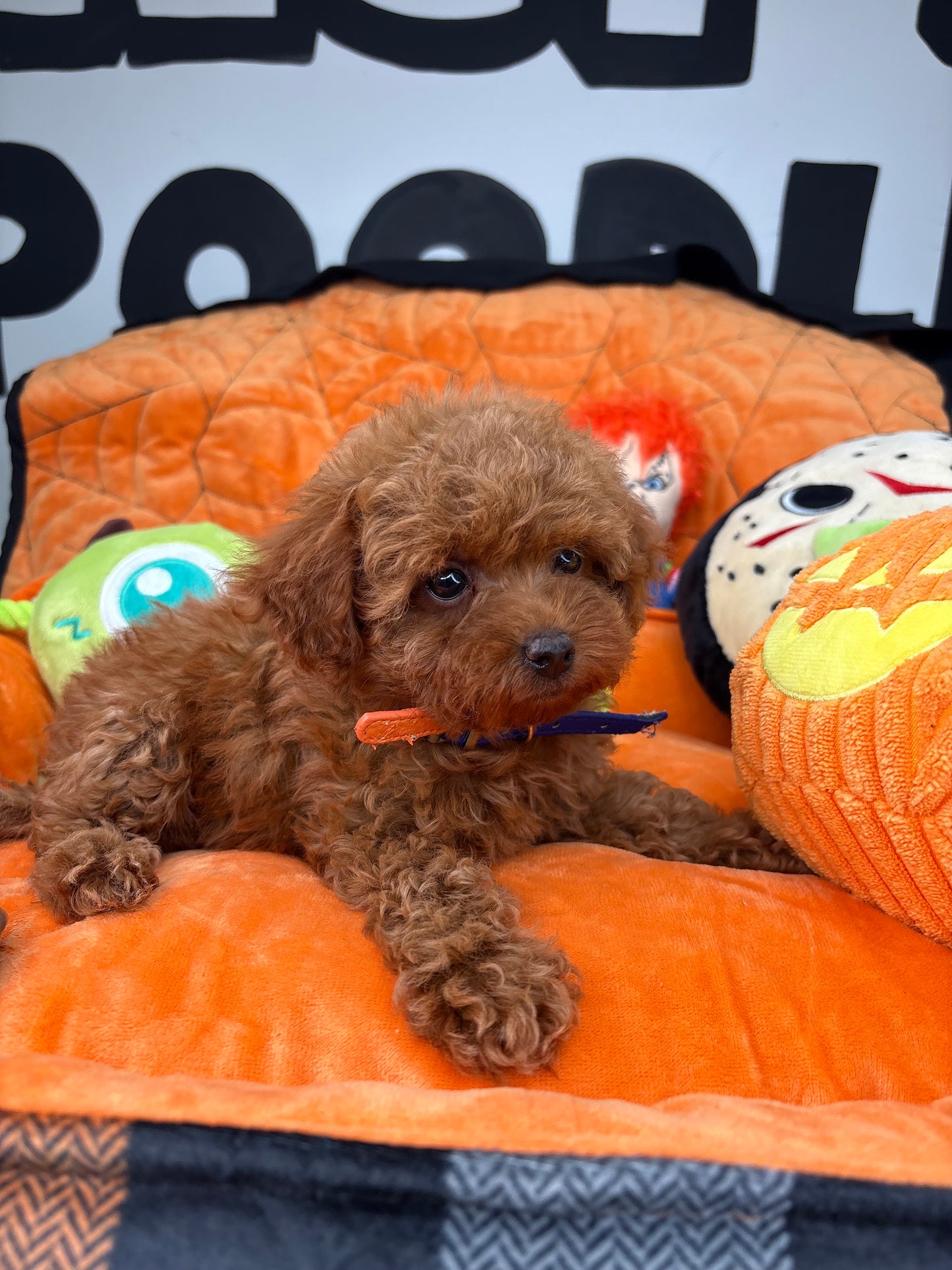 Red Female Teacup Poodle (Deposit Only‼️Please Read The Description Below‼️)
