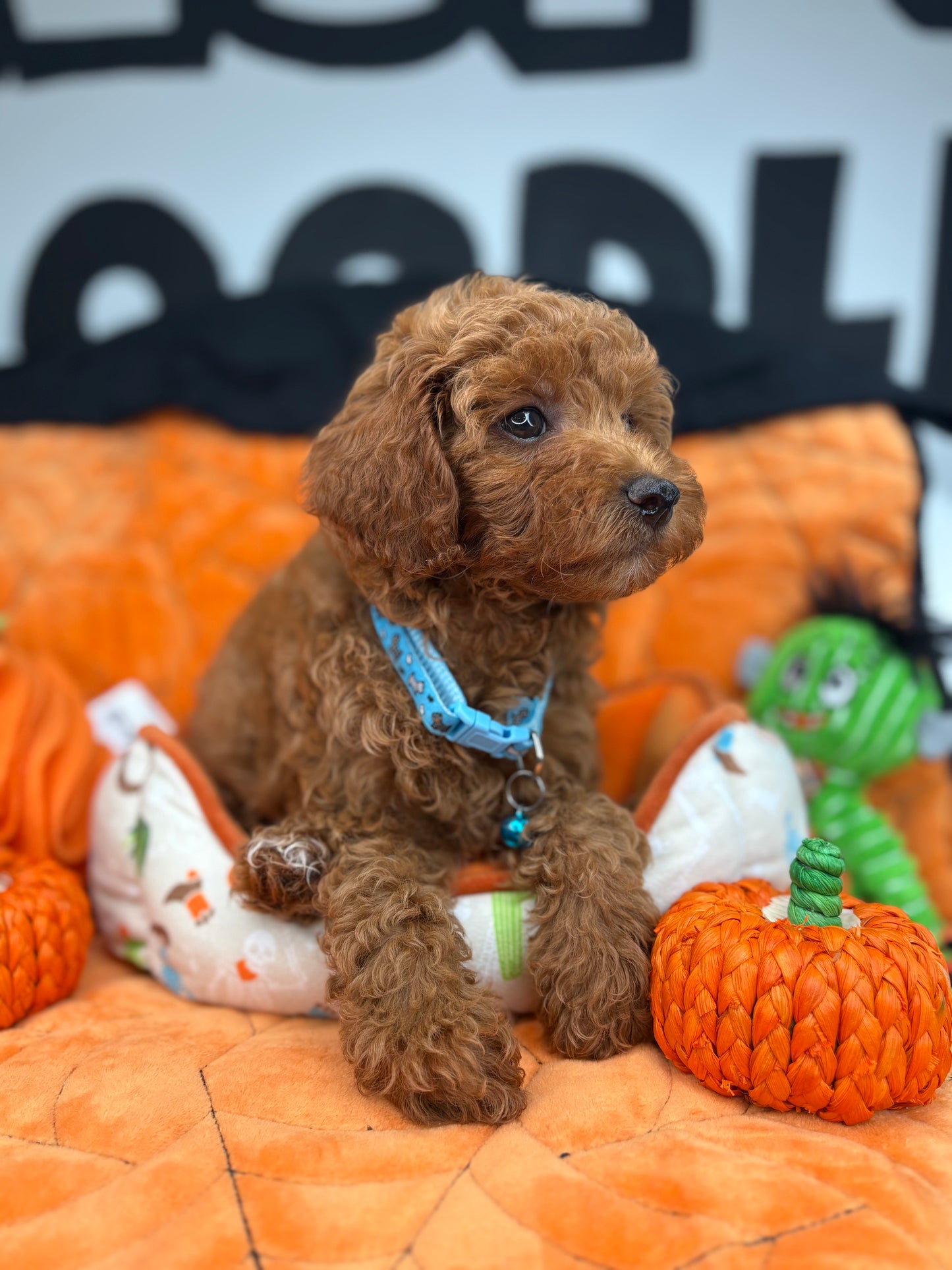 Red Female Toy Poodle (Deposit Only‼️ Please Read The DESCRIPTION Below‼️)