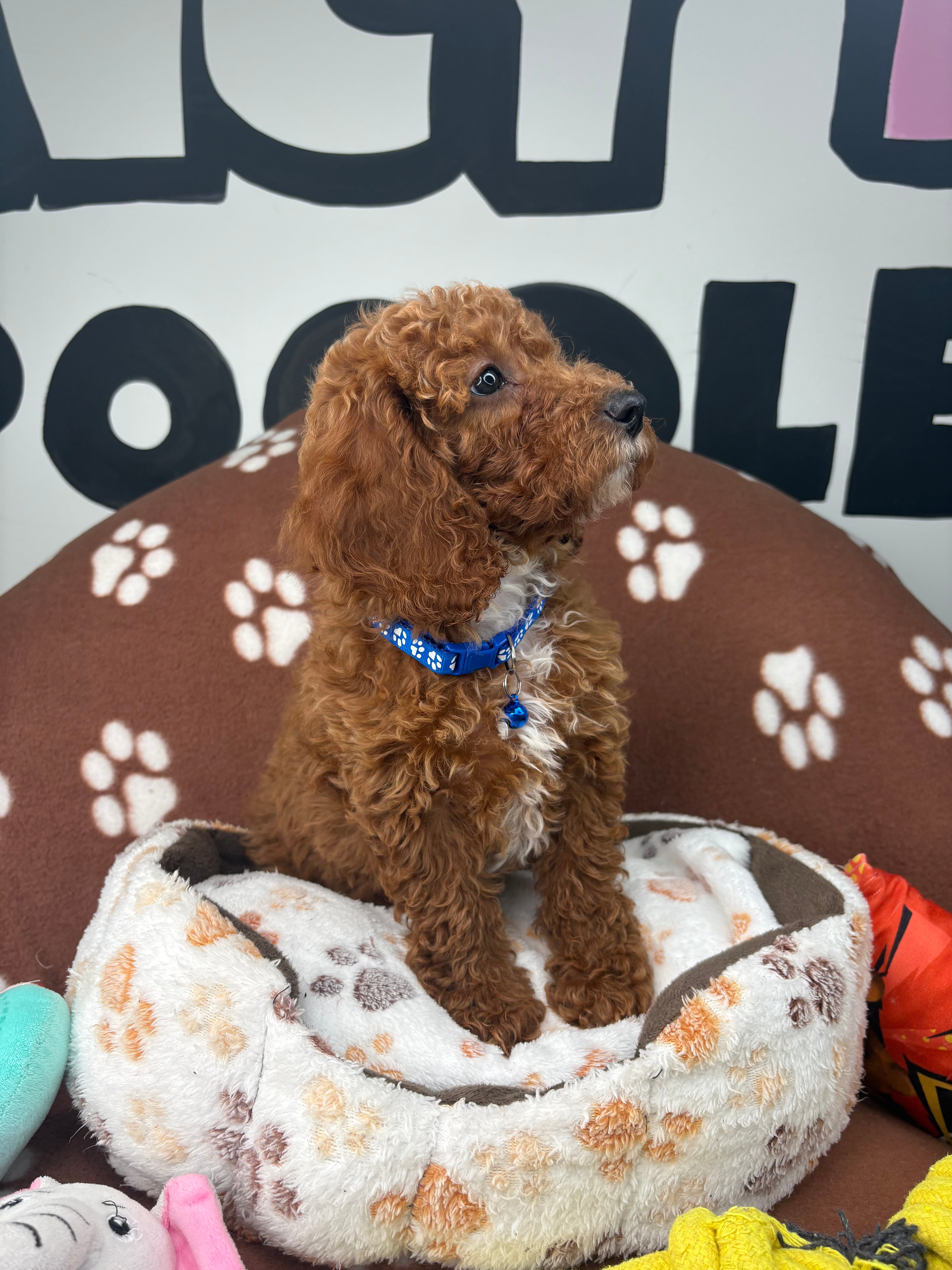 Cherry Red Female Miniature Poodle (Deposit Only ‼️ Please Read DESCRIPTION Below‼️)