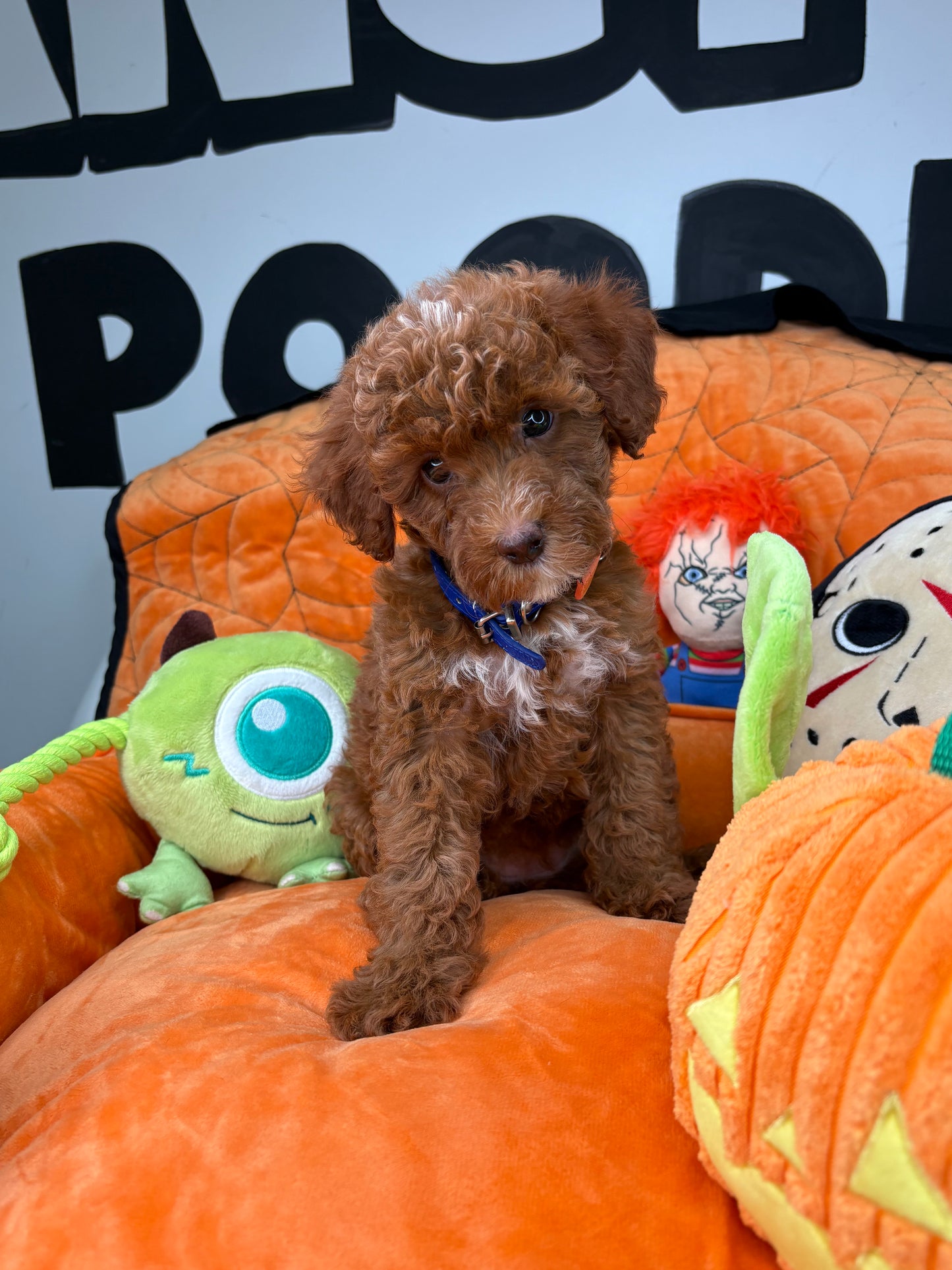Red Female Toy Poodle (Deposit Only‼️Please Read The Description Below‼️)