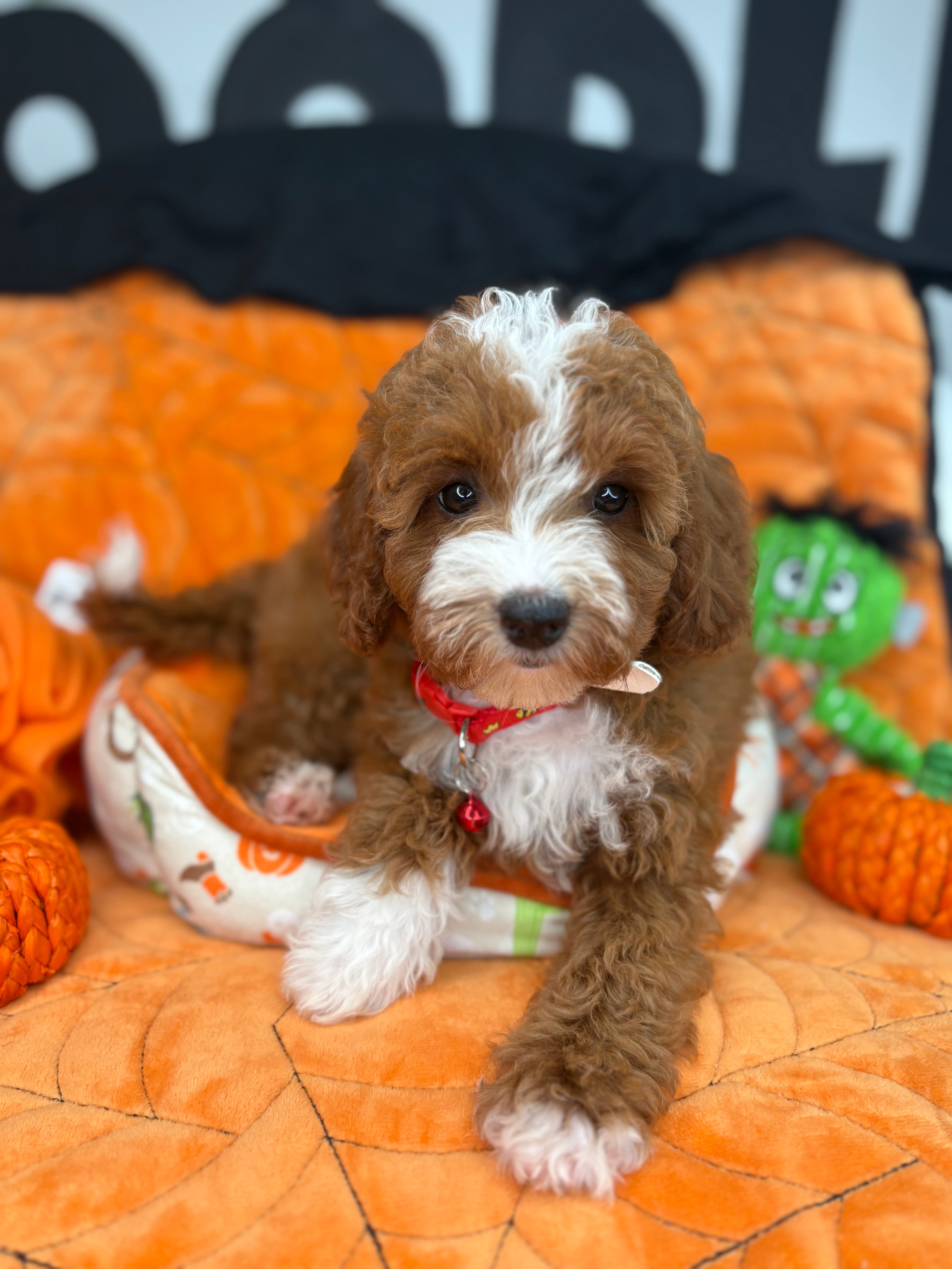 Red And White Female Miniature Poodle (Deposit Only ‼️ Please Read The DESCRIPTION Below‼️)