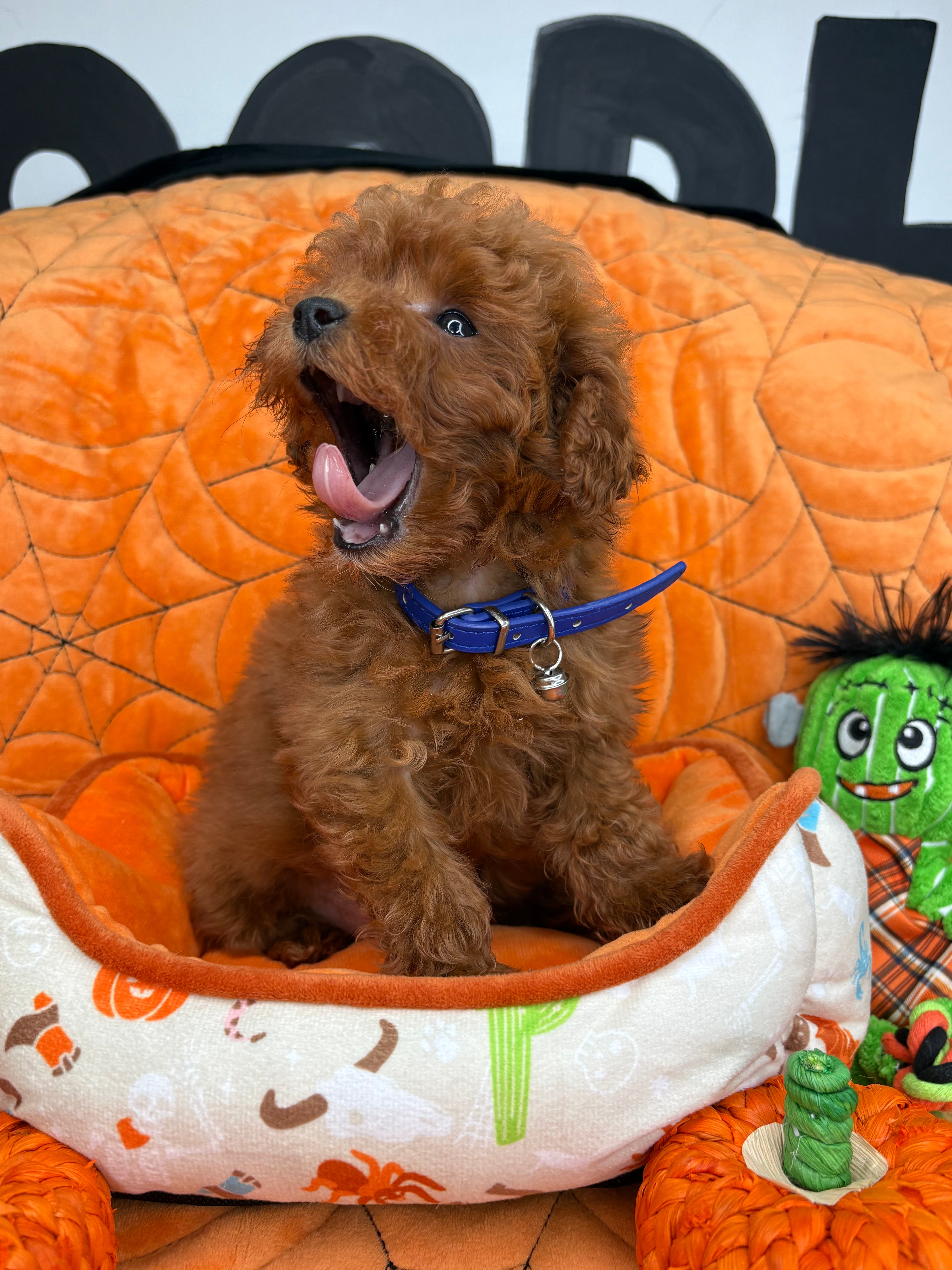 Dark Red Female Micro Poodle (Deposit Only ‼️ Please Read DESCRIPTION Below‼️)