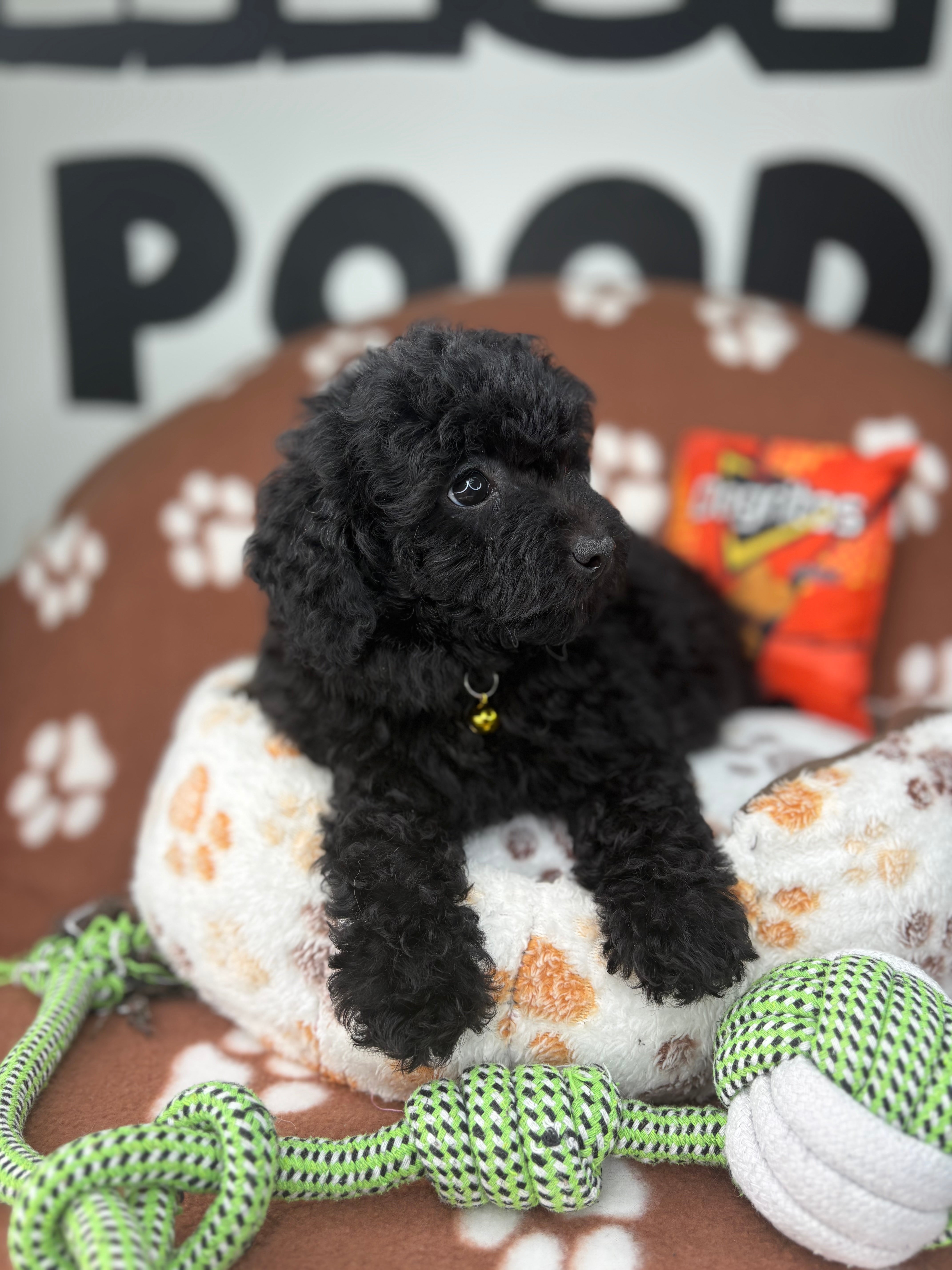 Black Female Miniature Poodle (Deposit Only ‼️ Please Read The DESCRIPTION Below‼️)