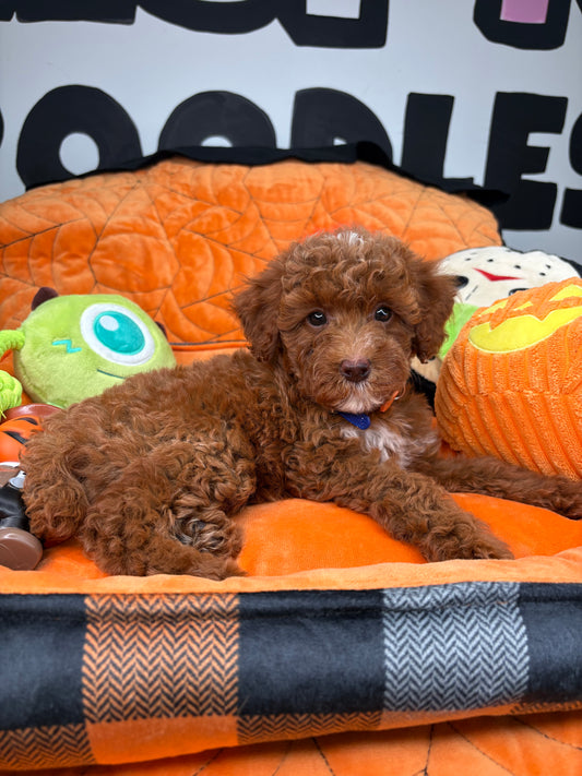 Red Female Toy Poodle (Deposit Only‼️Please Read The Description Below‼️)