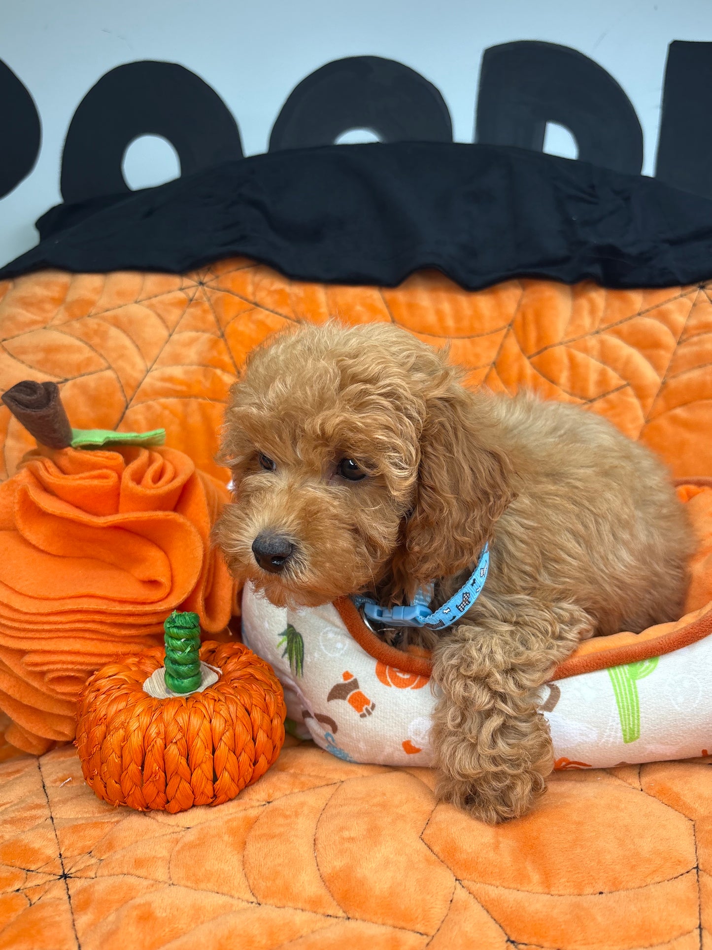 Apricot Male Toy Poodle (Deposit Only ‼️ Please Read DESCRIPTION Below‼️)