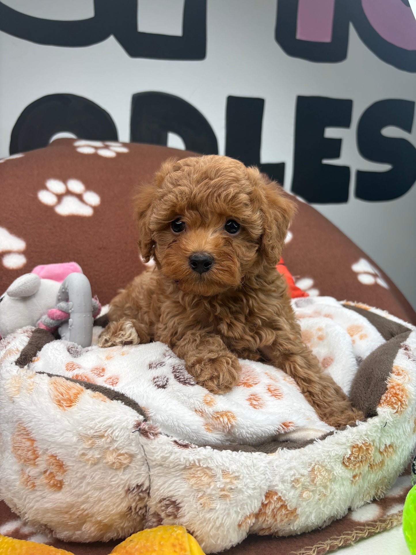 Red Male Toy Poodle  ( Deposit Only‼️Please Read The Description Below‼️)