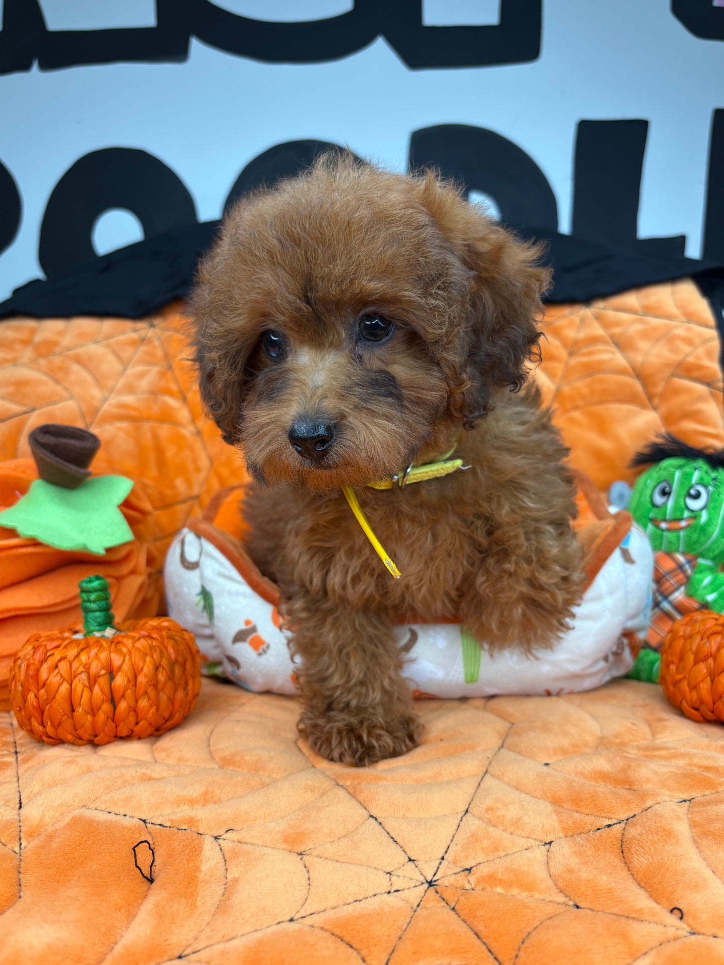 Brindle Male Toy Poodle (Deposit Only, Please Read The Description Below‼️)