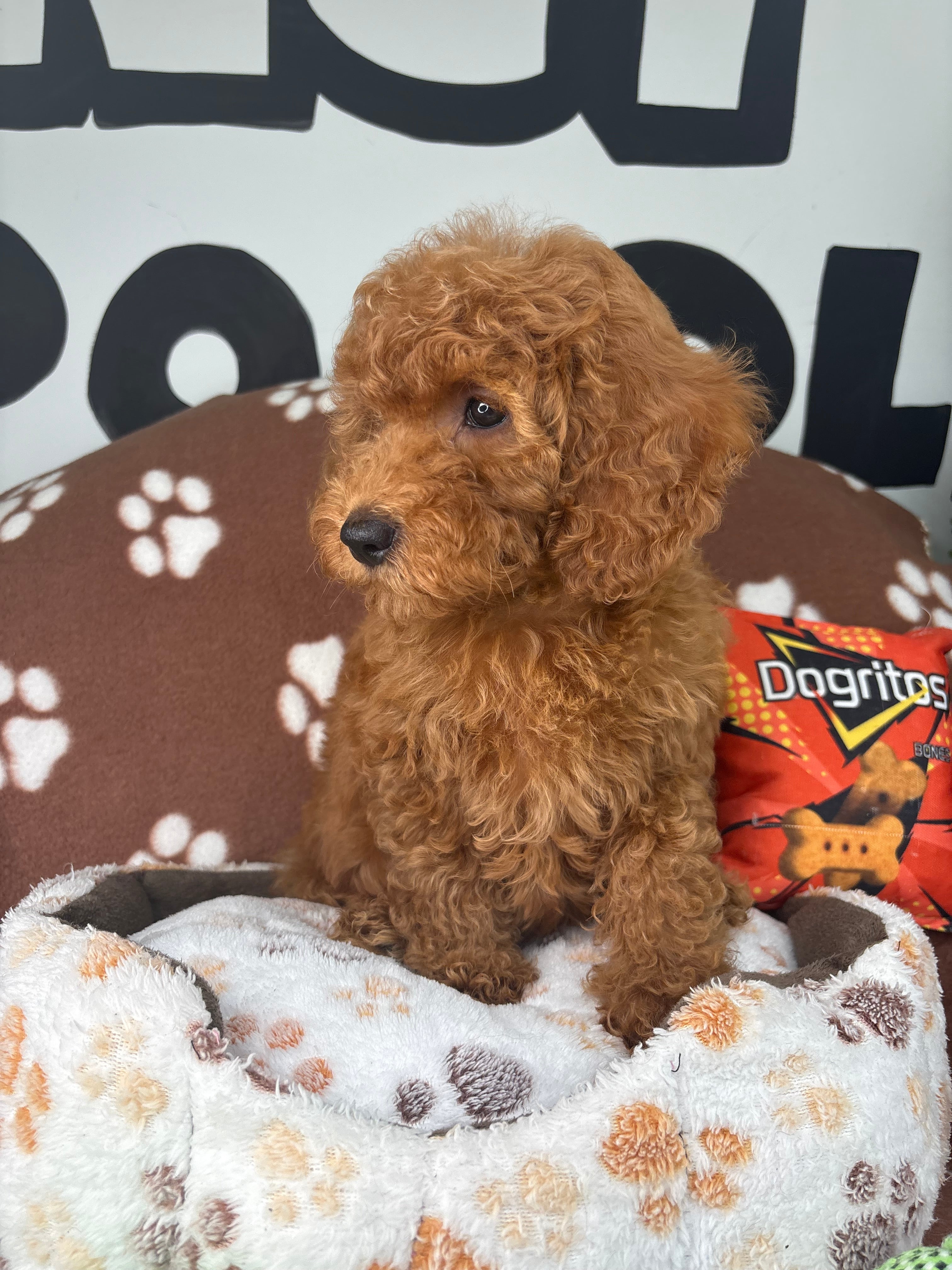 Apricot Female Miniture Poodle (Deposit Only, Please Read The Description Below‼️)