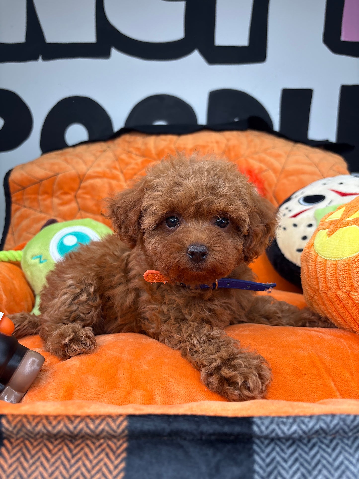 Red Female Teacup Poodle (Deposit Only‼️Please Read The Description Below‼️)