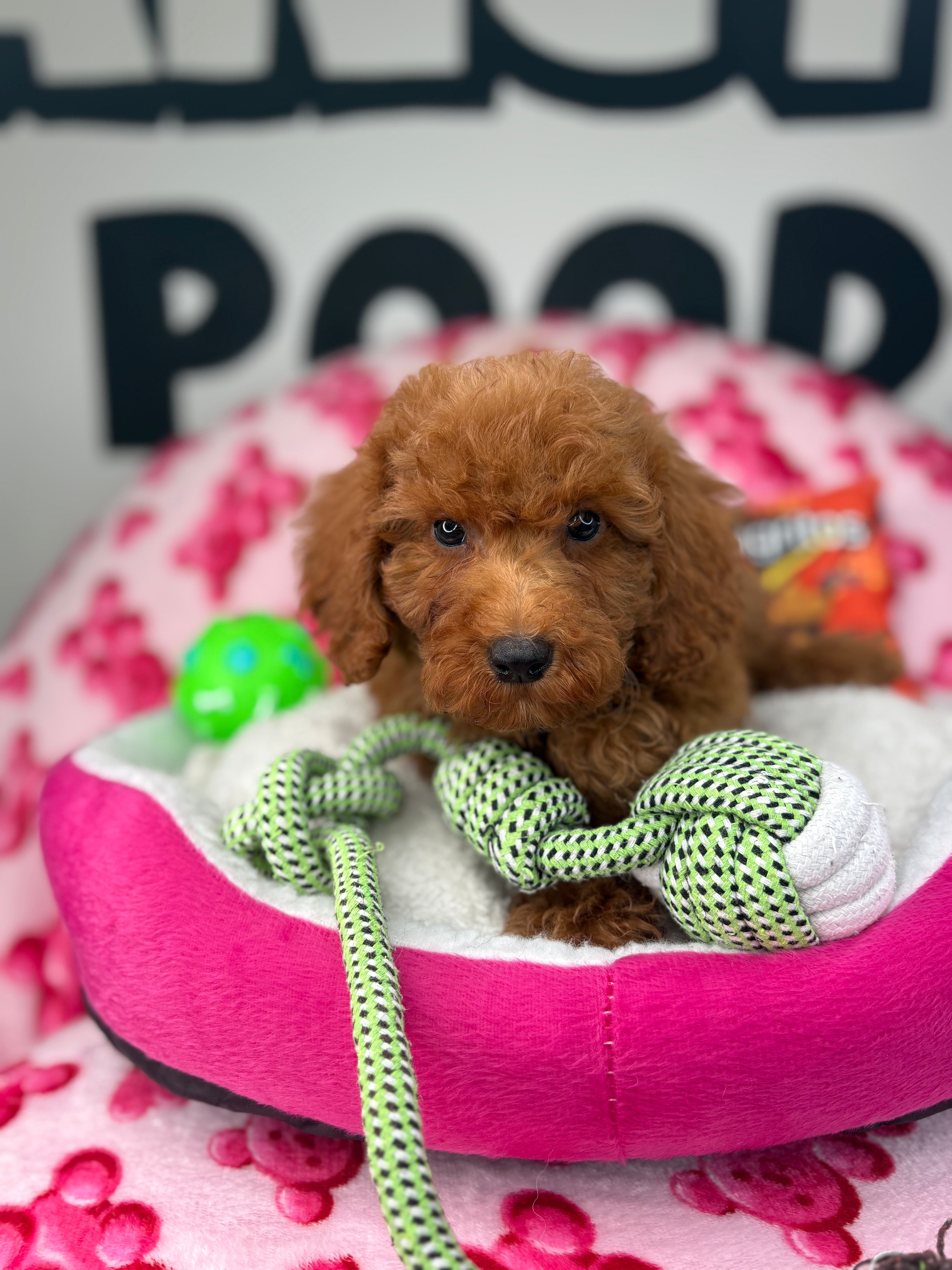 Red Male Toy Poodle 🐩 ‼️(Deposit Only, Please Read The Description Below‼️)