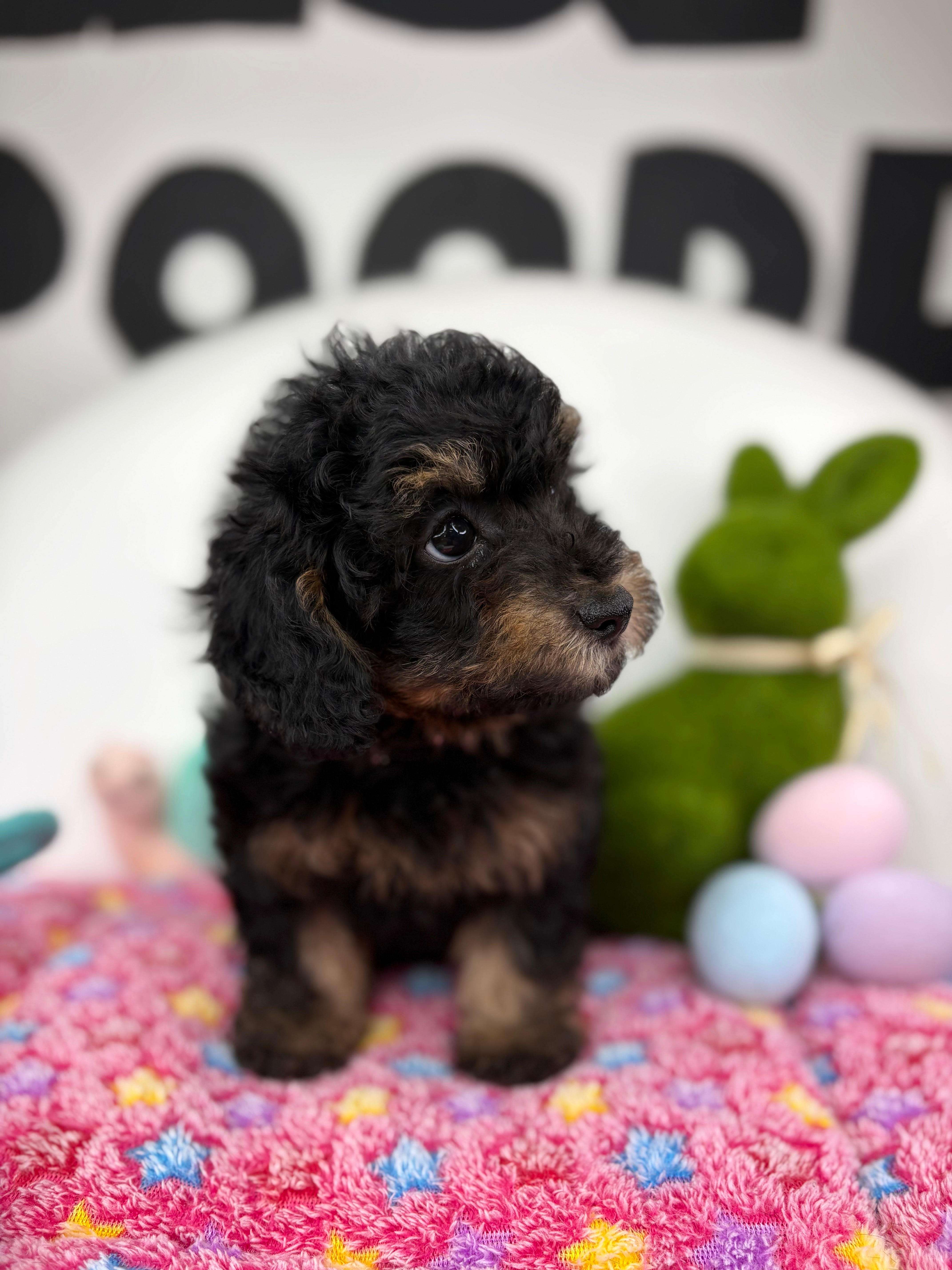 Red Phantom Male Teacup Poodle (Deposit Only Please Read The DESCRIPTION Below‼️