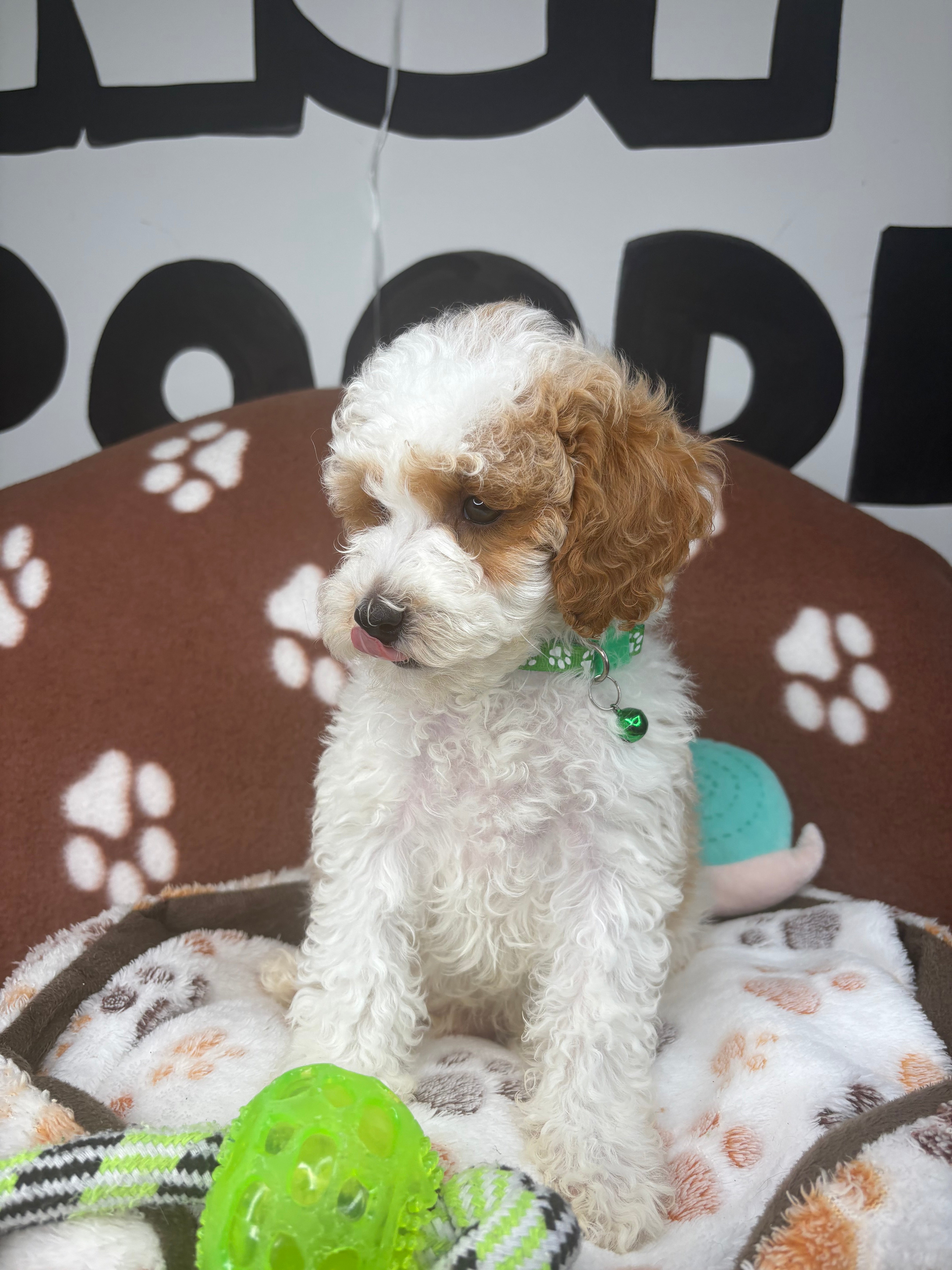 Party Colored Male Toy Poodle ‼️(Deposit Only ‼️ Please Read The Description Below ‼️)