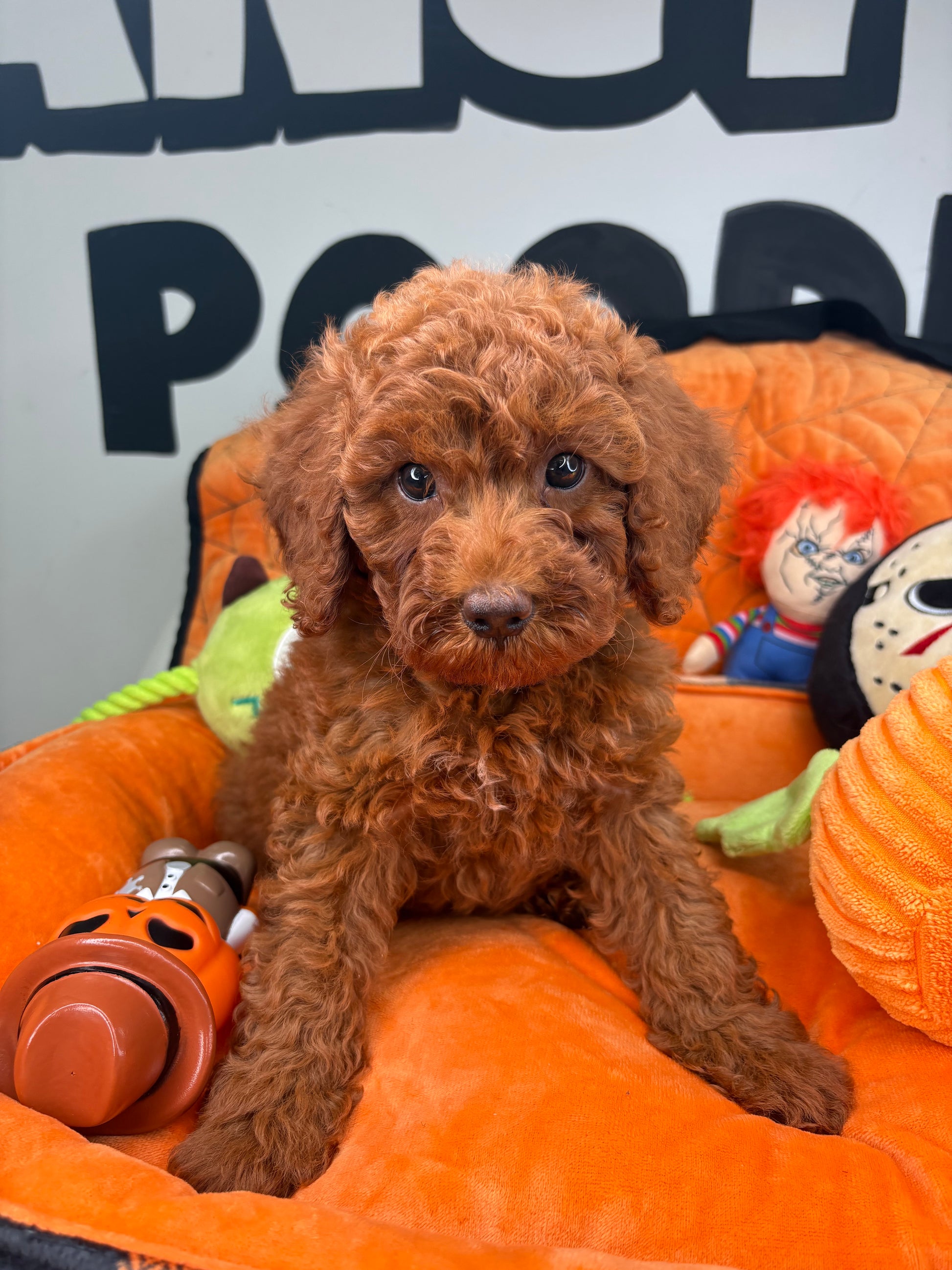 Red Male Toy Poodle ‼️ (Deposit Only Please Read The DESCRIPTION Below‼️