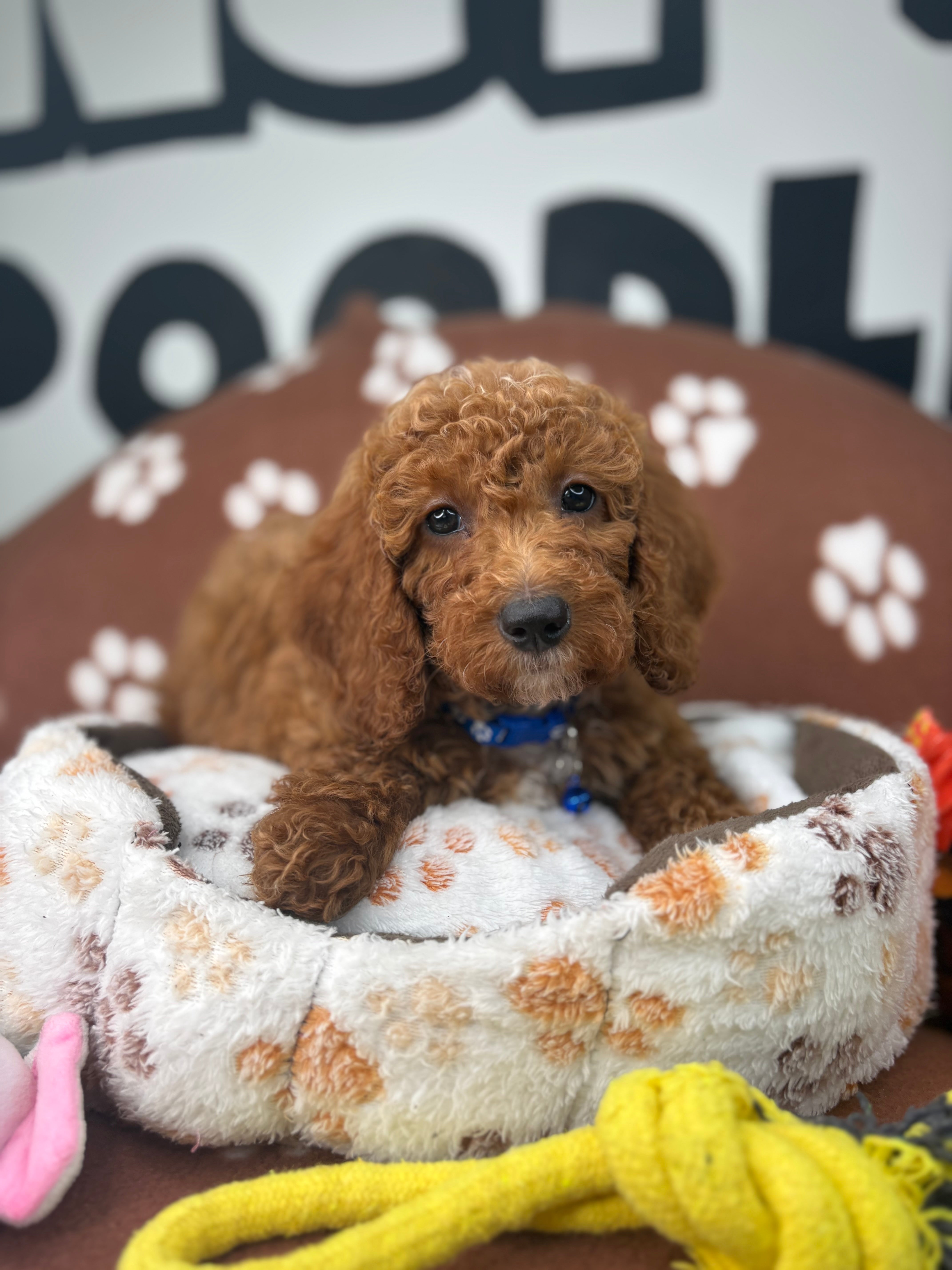 Cherry Red Female Miniature Poodle (Deposit Only ‼️ Please Read DESCRIPTION Below‼️)
