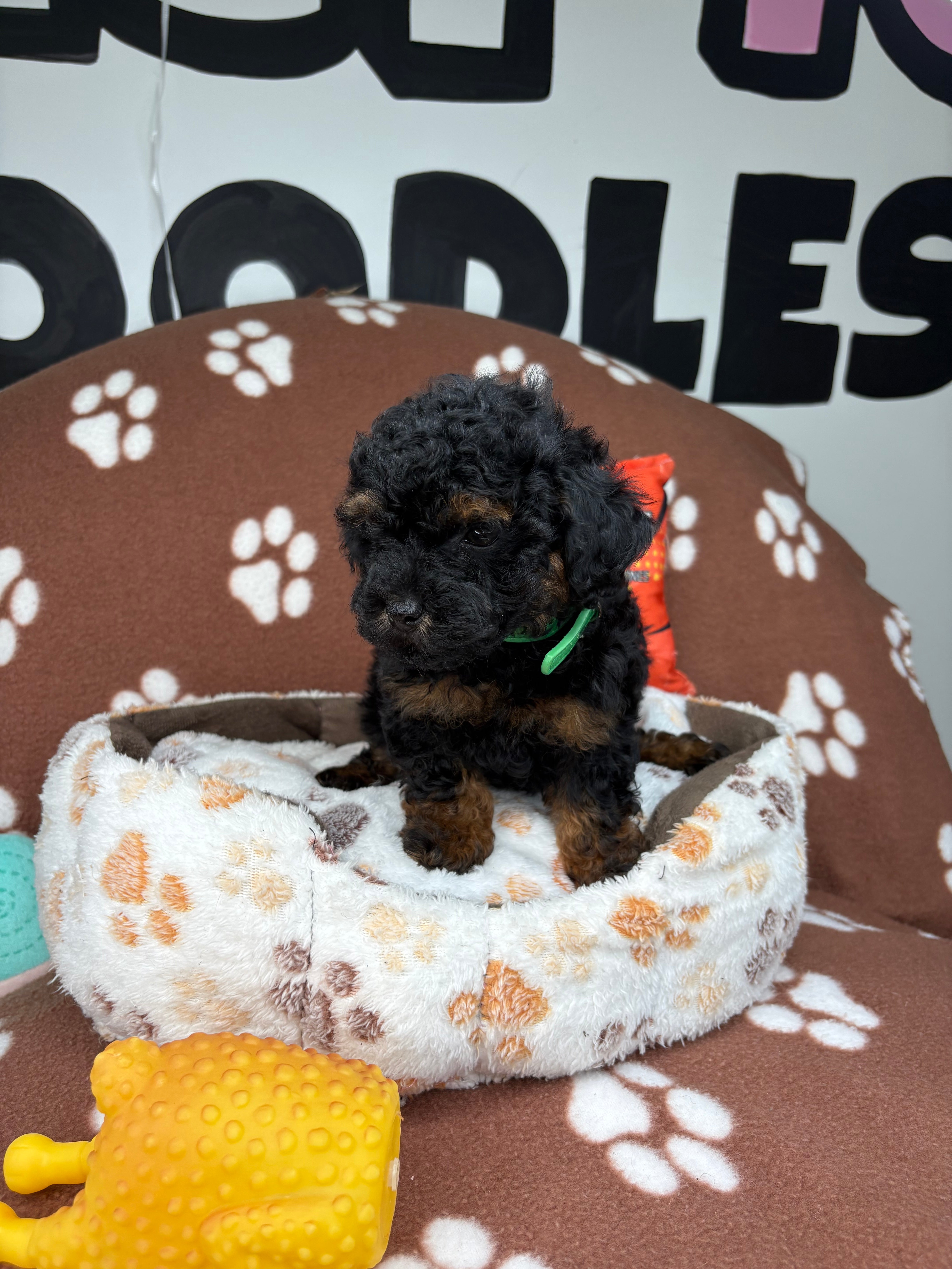 Red Phantom Male Teacup Poodle (Deposit Only‼️Please Read The Description Below‼️)