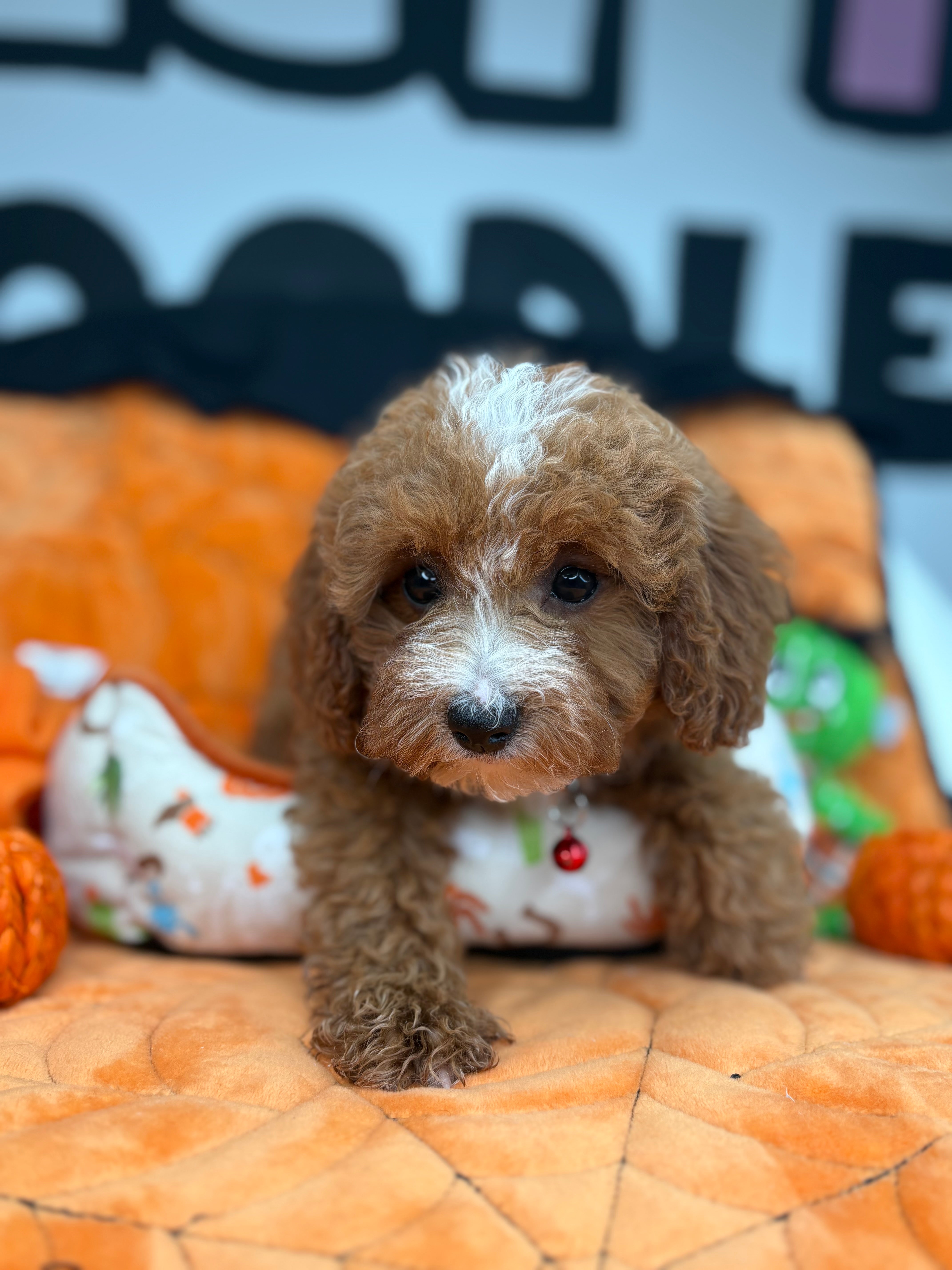 Red And White Female Miniture Poodle (Deposit Only, Please Read The Description Below‼️)