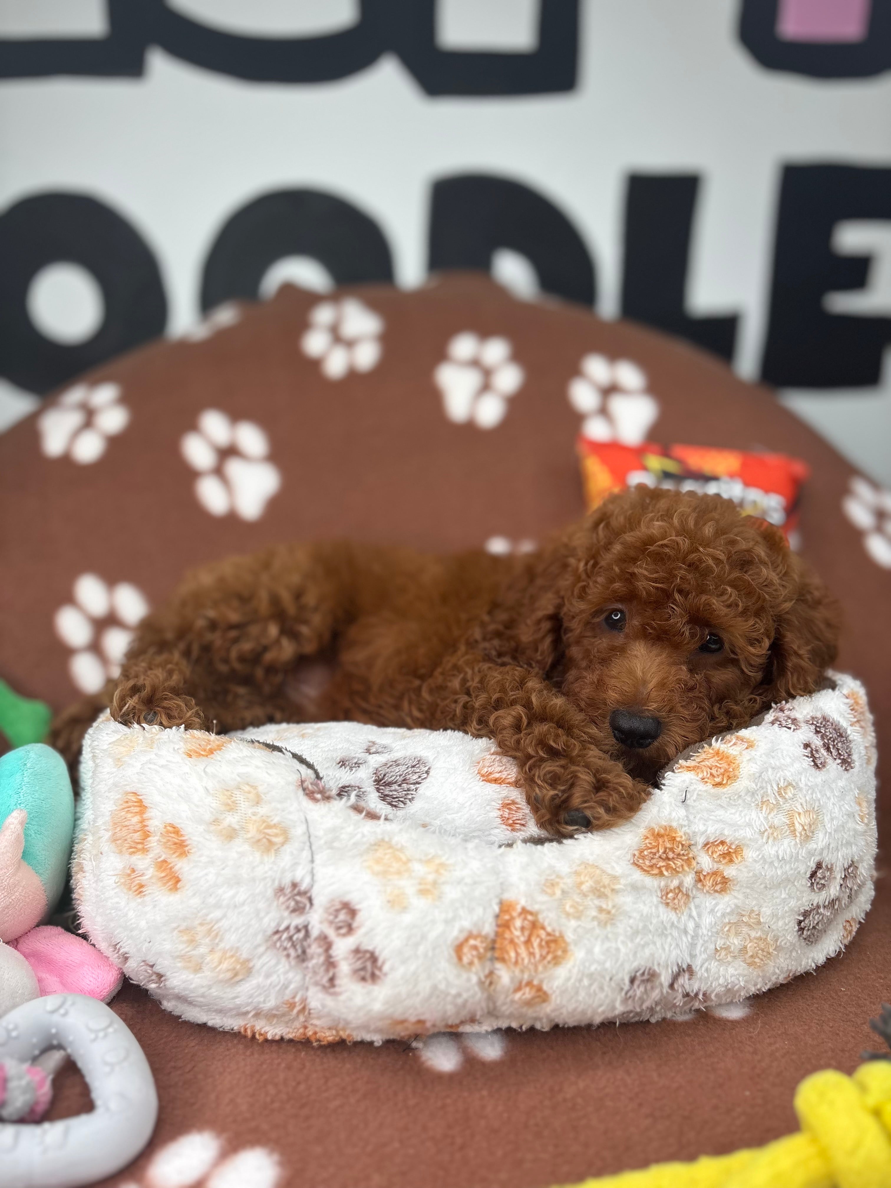 Dark Red Male Miniture Poodle (Deposit Only, Please Read The Description Below‼️)