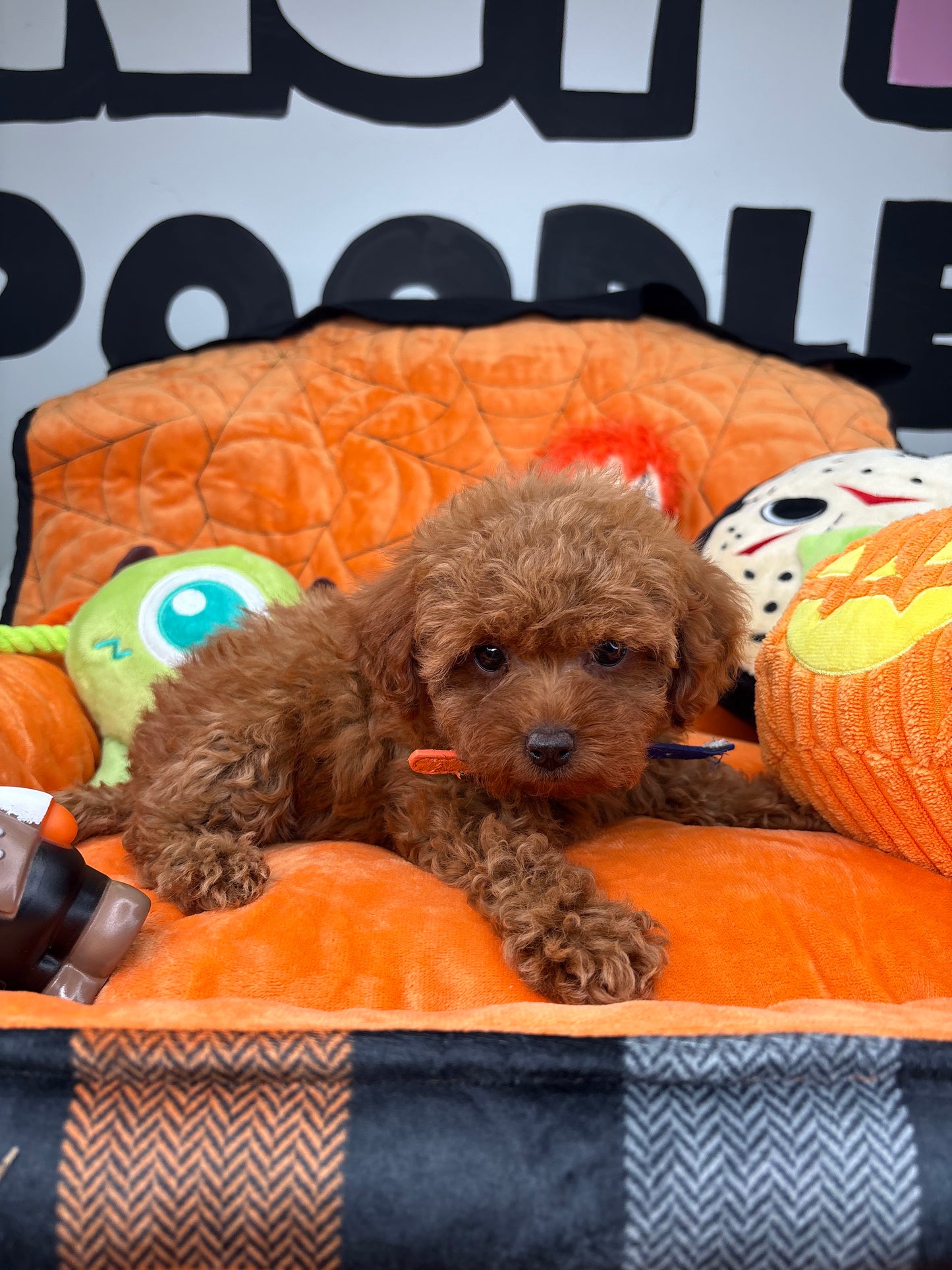 Red Female Teacup Poodle (Deposit Only‼️Please Read The Description Below‼️)
