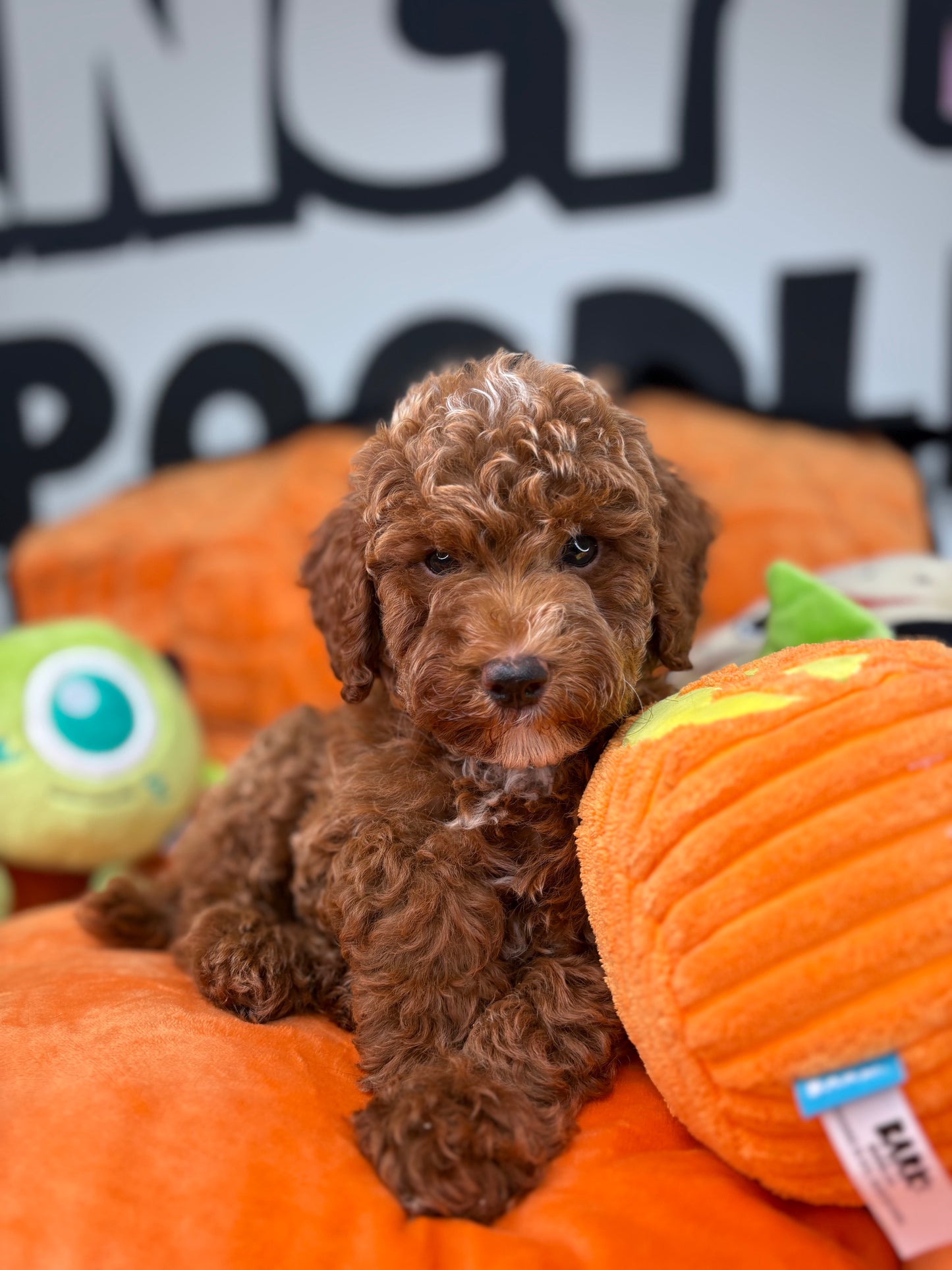 Red Male Toy Poodle ( Deposit Only, Please Read The DESCRIPTION Below‼️)