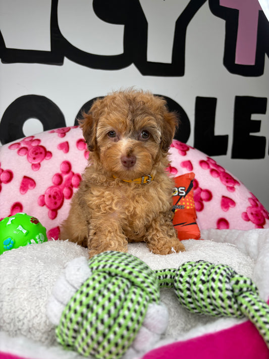 Chocolate Merle Female Toy Poodle 🐩 (Deposit Only‼️Please Read The Description Below‼️)